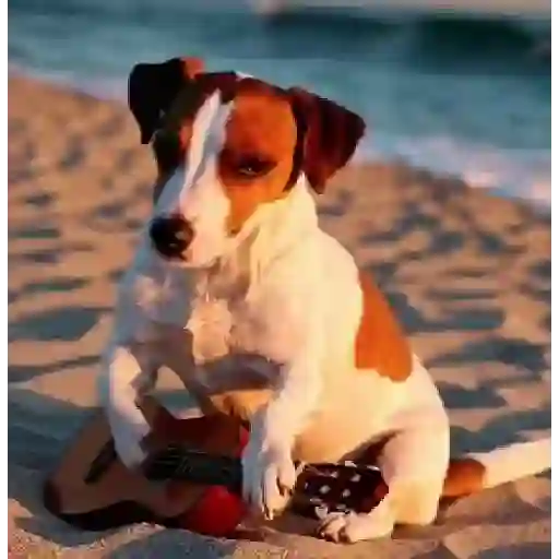 Funny Jack Russell Terrier🐾 6