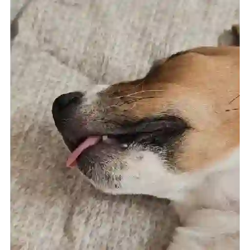 Funny Jack Russell Terrier🐾 4