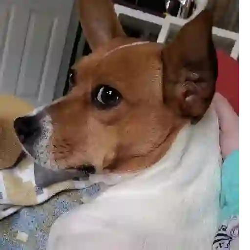 Funny Jack Russell Terrier🐾 14