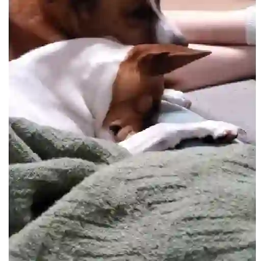 Funny Jack Russell Terrier🐾 13