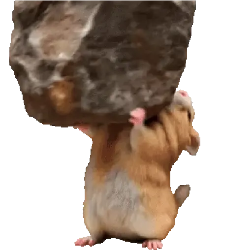 FuNnY HáMsTeR#1 🐹💥