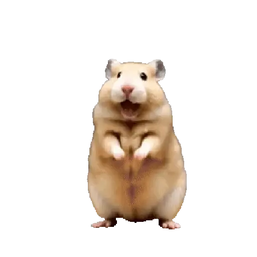 FuNnY HáMsTeR #2🐹💥