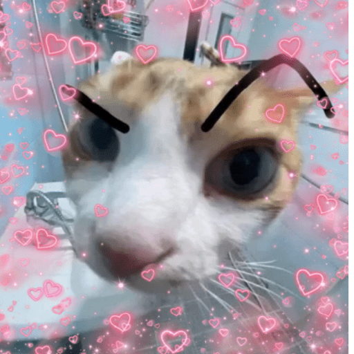 Amor de Michis Tuneado 🐱💕 6