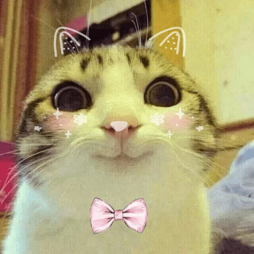 Amor de Michis Tuneado 🐱💕 10