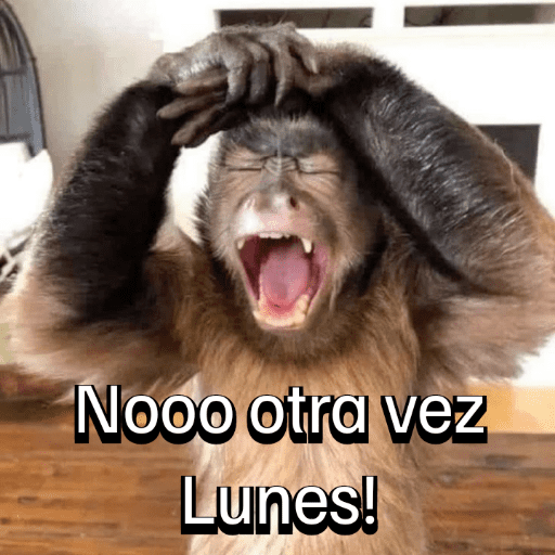 Monitos para el chat💬🐵 1