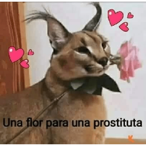 Animales aesthetic 2.0 25