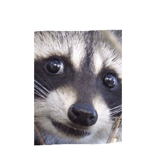 Animales aesthetic 2.0 7