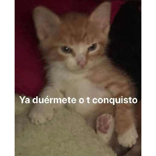 Animales aesthetic 2.0 17