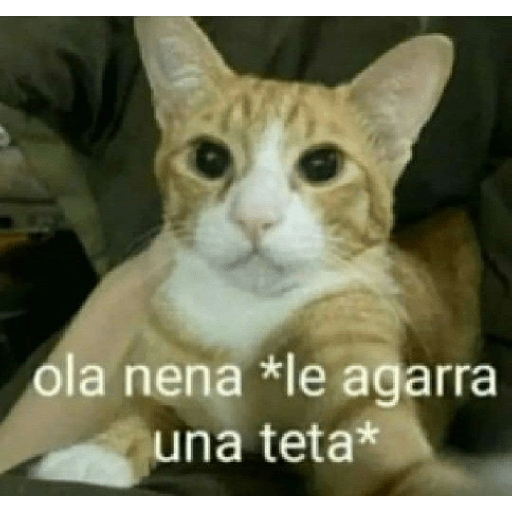Animales aesthetic 2.0 24