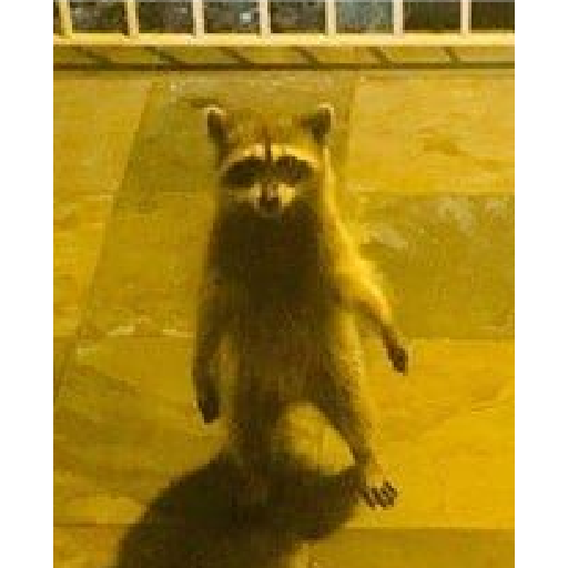 Animales aesthetic 2.0 11