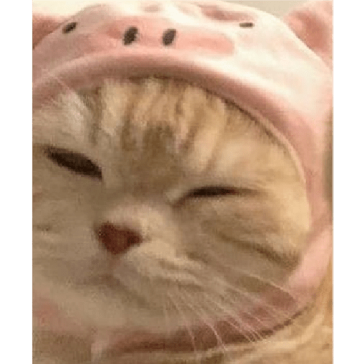 Animales aesthetic 2.0 28