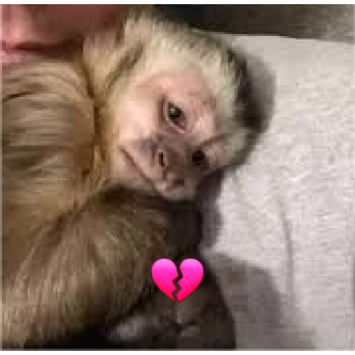 Changuitos 🐵🐒 2