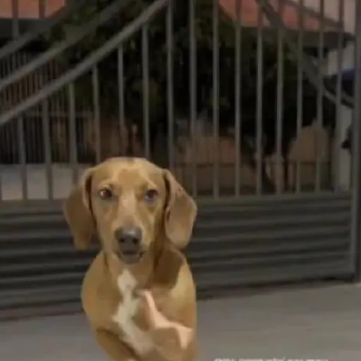 Perritos enfurecidos 😡 1
