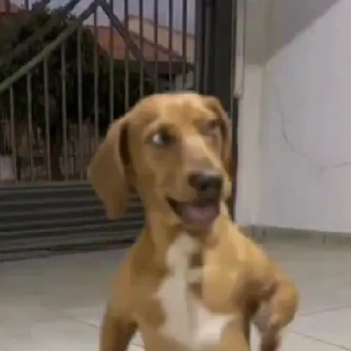 Perritos enfurecidos 😡 4