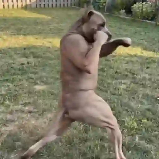 Perritos enfurecidos 😡 7