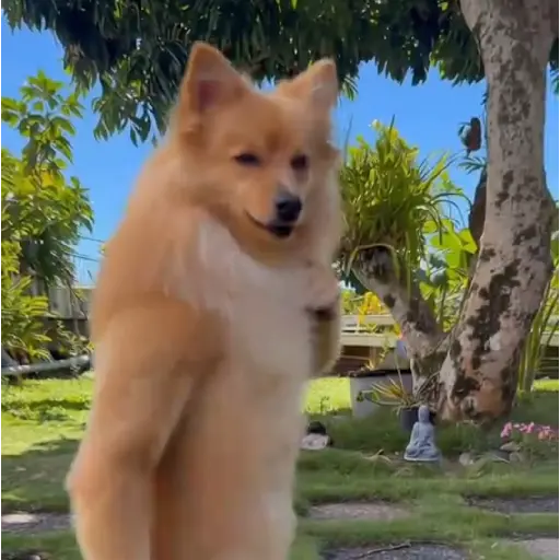 Perritos enfurecidos 😡 8