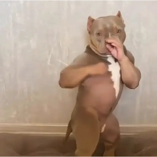 Perritos enfurecidos 😡 9