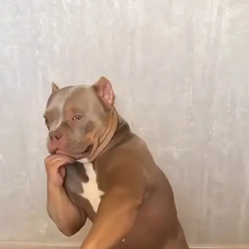 Perritos enfurecidos 😡 14