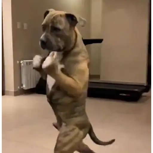 Perritos enfurecidos 😡 12