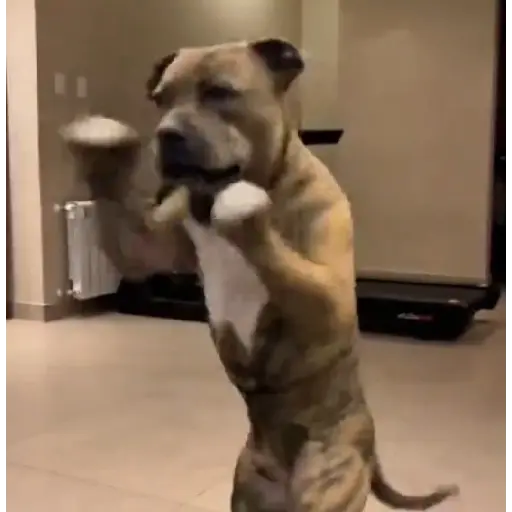 Perritos enfurecidos 😡 5