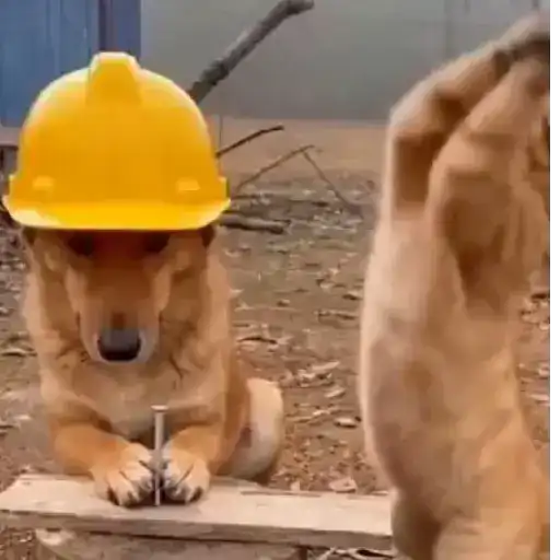 Perritos enfurecidos 😡 13