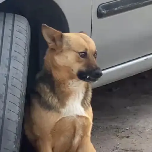 Perritos enfurecidos 😡 6