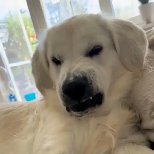 Perritos enfurecidos 😡 15