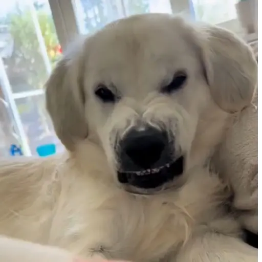 Perritos enfurecidos 😡 3