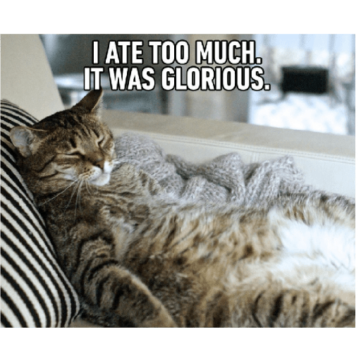 Cat new cute 9