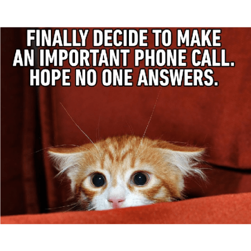Cat new cute 5
