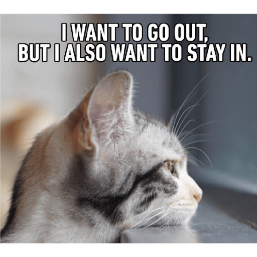 Cat new cute 4