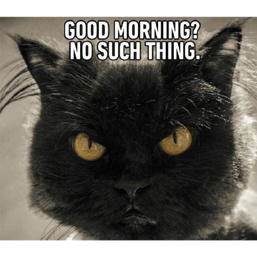 Cat new cute 2