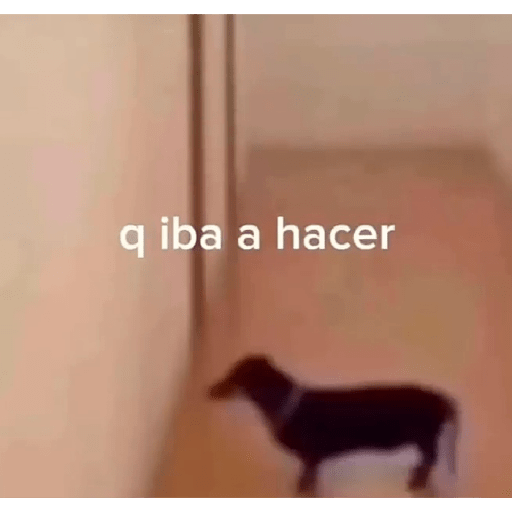 Cat'$ 12