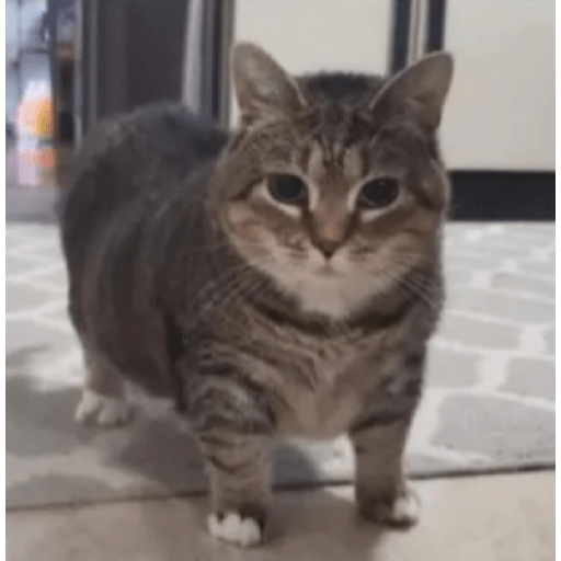 Cat'$ 16