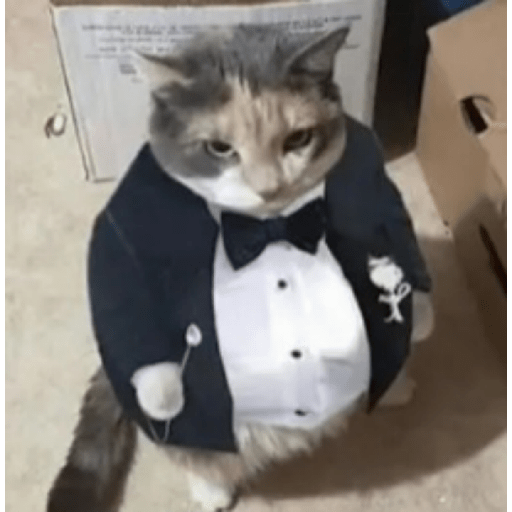 Cat'$ 15