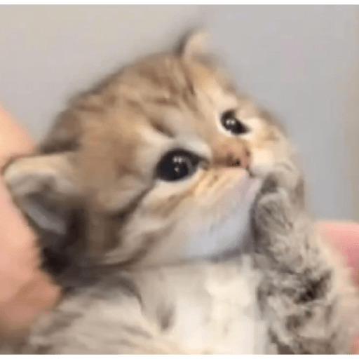 Cat'$ 11