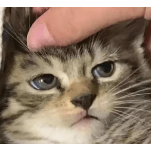 Cat'$ 29