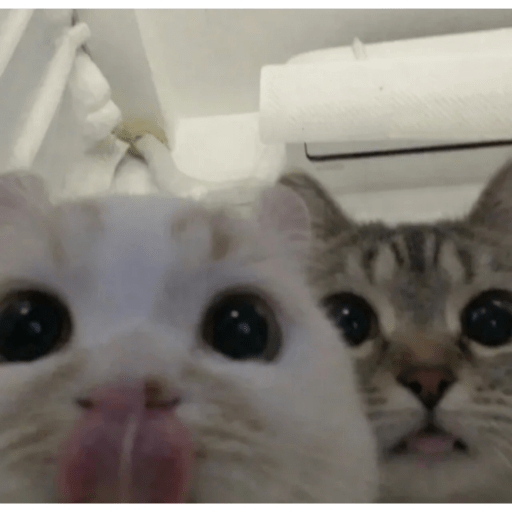 Cat'$ 28