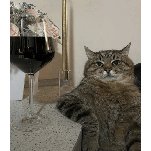 Cat'$ 17