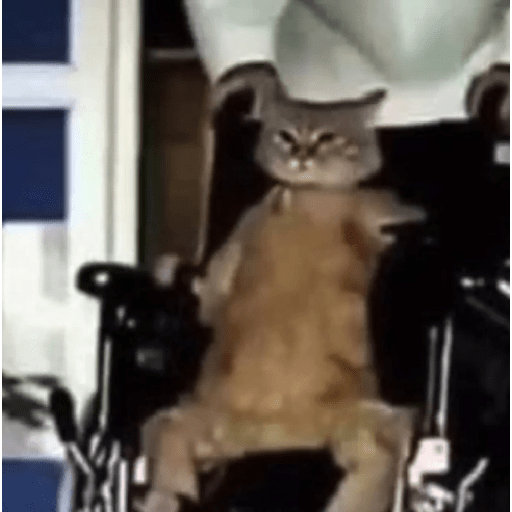 Cat'$ 24