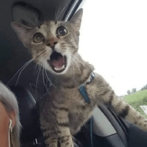 Cat'$ 30