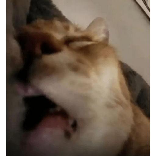 Cat'$ 27