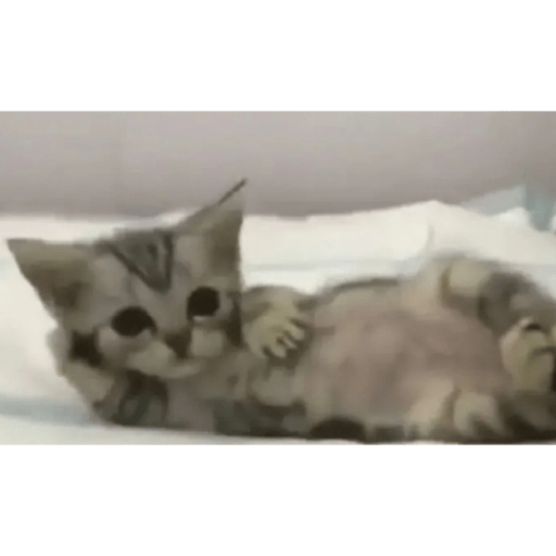 Cat'$ 25