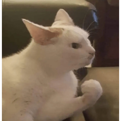 Cat'$ 19