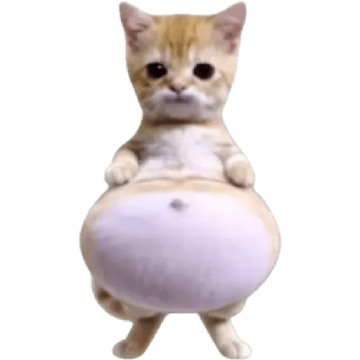 Cat'$ 20