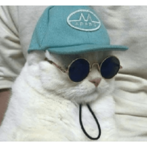 Cat'$ 26