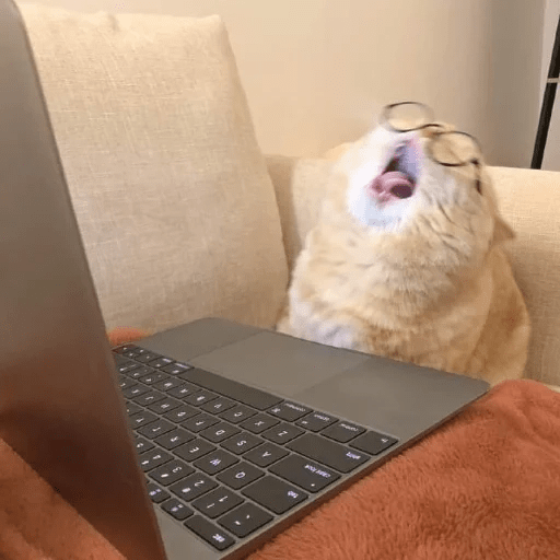 Gatitos Cura depresión 😹❤️