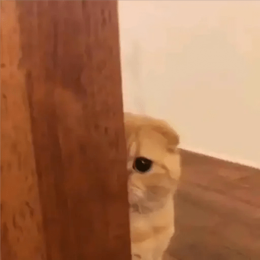 QUE QUIERE EL PUEBLO? 🥵