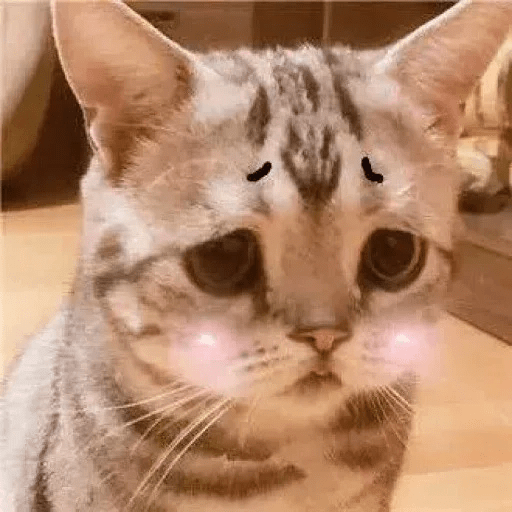 Gatitus 😿 3