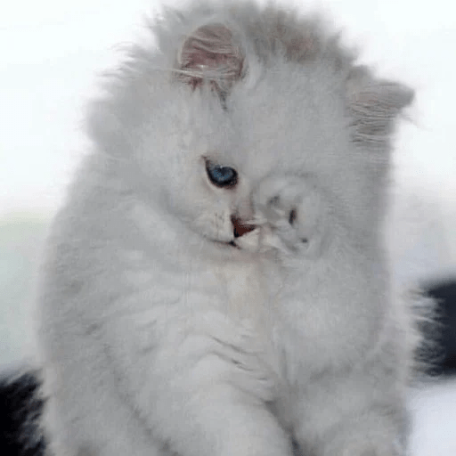 Gatitus 😿 4